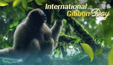 Echoes of forest singers in China's gibbon protection - news.cgtn.com