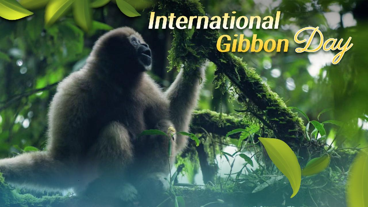 Echoes of forest singers in China's gibbon protection - news.cgtn.com
