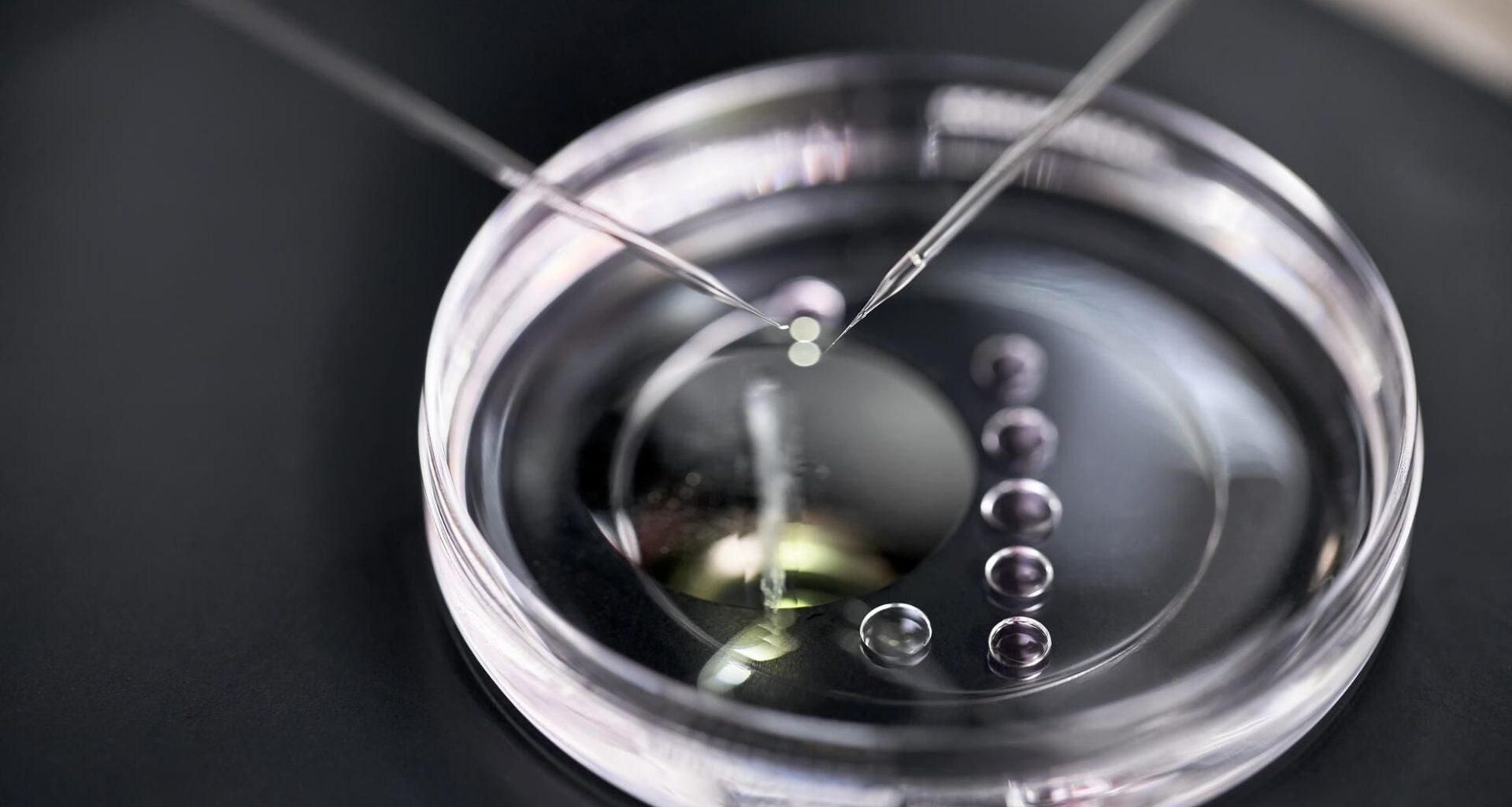 Skin cells can now be used to fertilize eggs