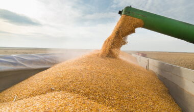 Corn is augered into the box of a grain truck during harvest.