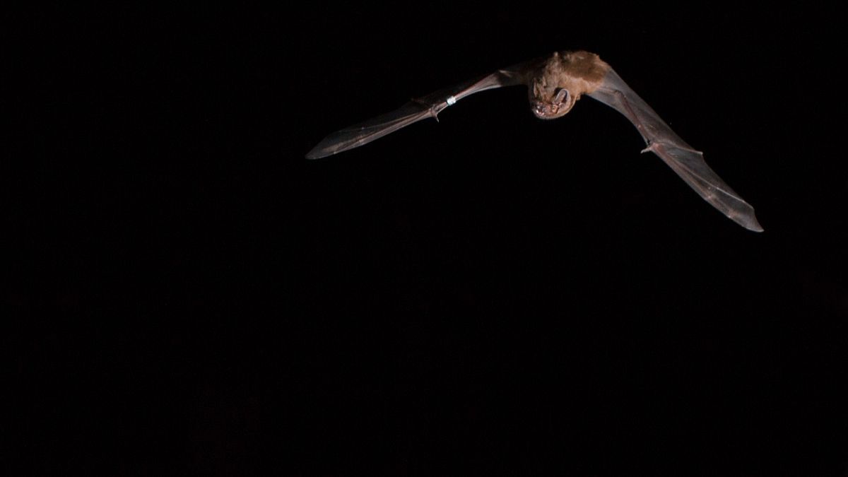 ‘Mindblowing’ European bat hunting behaviour observed for the first time by researchers