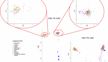 Genetic variation and genome-enabled selection of white lupin for key seed quality traits | BMC Genomics