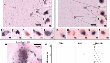 C-terminus-dependent detection of lysosomal alpha-synuclein in nigral Parkinson’s disease human brain neurons | Molecular Neurodegeneration