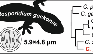 Cryptosporidium geckonae n. sp. (Apicomplexa: Cryptosporidiidae) in geckos | Parasites & Vectors