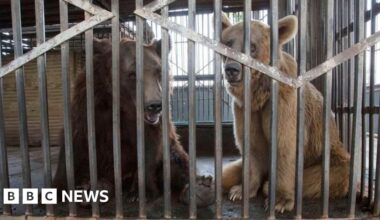 Uckfield charity says bears 'enjoy life to the full' after rescue