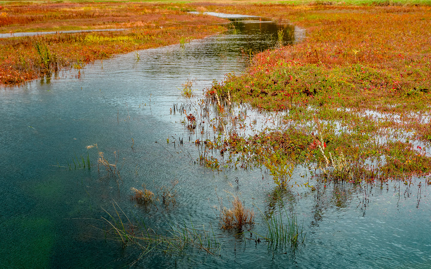 a photo of a bog with water winding through the middle of it, bright red cranberries are sprinkled wherever there is a small bit of land