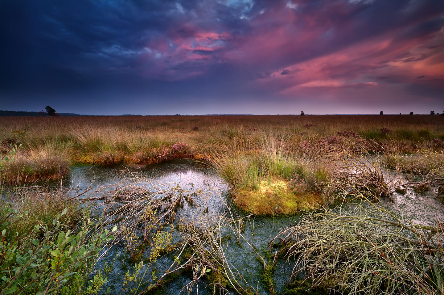 a photo of peatland