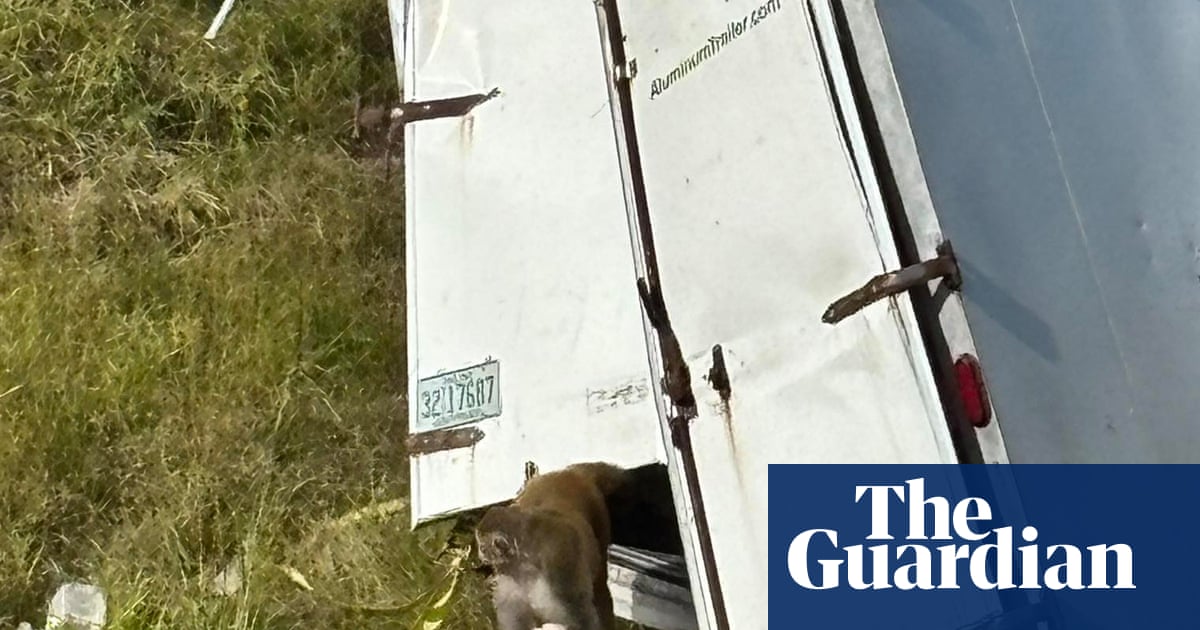 Lab monkeys that escaped captivity in Mississippi are not carrying diseases, university says | Mississippi