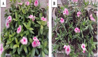 How Madagascar Periwinkle genes respond to stress and an essential amino acid