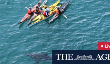 Great white shark circles kayakers at Hillarys; Perth man sentenced over rape of 16-year-old girl; ambulance ramping worsens; Waterbirds rescued after being ‘deliberately hooked’ on fishing lines