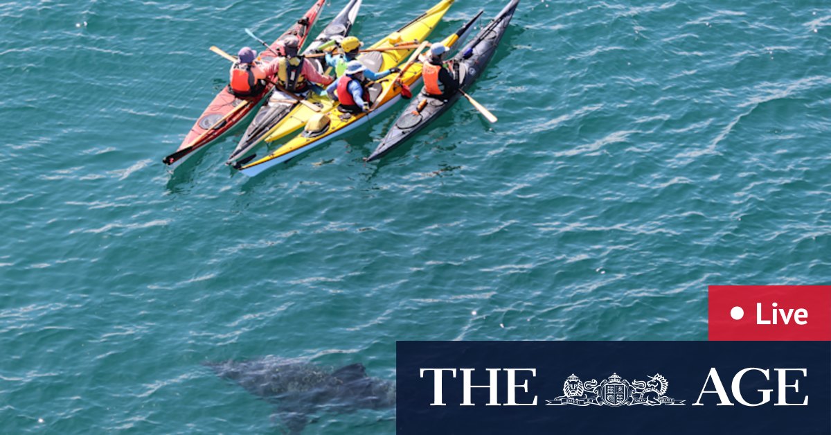 Great white shark circles kayakers at Hillarys; Perth man sentenced over rape of 16-year-old girl; ambulance ramping worsens; Waterbirds rescued after being ‘deliberately hooked’ on fishing lines
