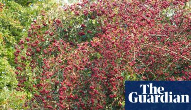 Country diary: The unlikely success of wildlife in lead country | Trees and forests