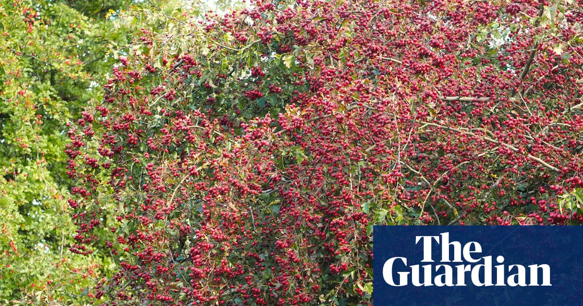 Country diary: The unlikely success of wildlife in lead country | Trees and forests