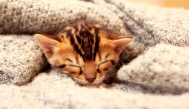 Wild Cat to House Cat