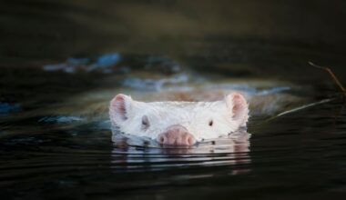 Rare white beaver wows Ottawa-area wildlife watchers