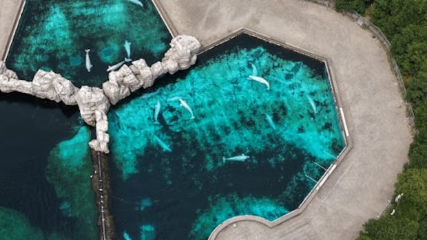 Why it’s so hard to find a new home for Marineland’s 30 belugas
