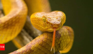 This snake island in Brazil is home to over 4,000 golden lancehead vipers and their deadly, life-saving venom |