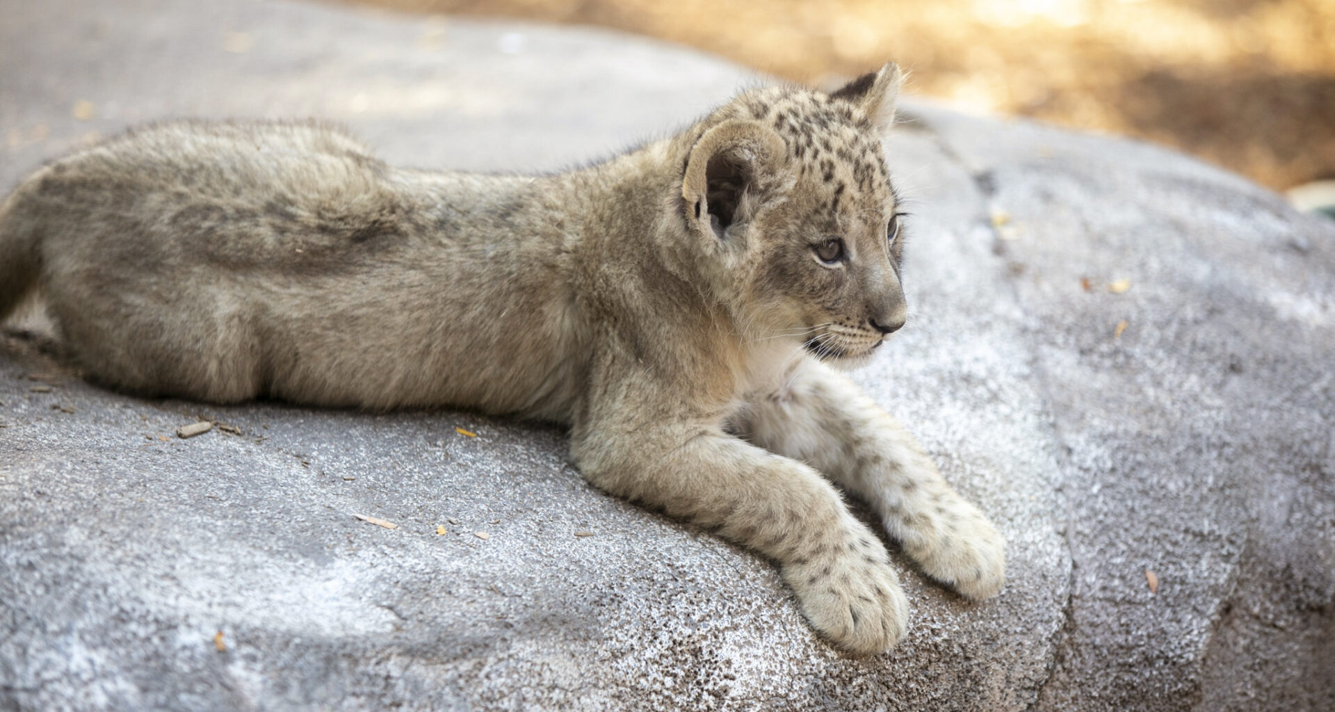 We met the zoo’s new lion cubs