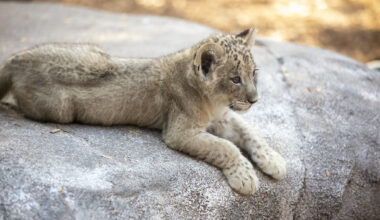 We met the zoo’s new lion cubs