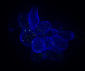 Tracking the impact of mutations