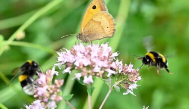 Wild butterflies and bees face growing threats across Europe