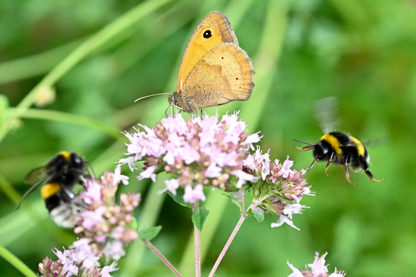 Wild butterflies and bees face growing threats across Europe