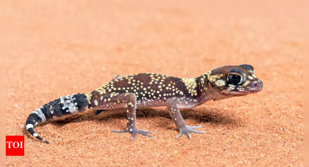 Meet Australia’s geckos: Tiny lizards that can see 350 times better at night; key traits, habitat, survival and more |
