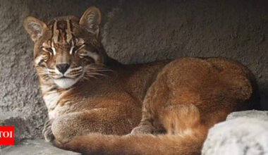 Asian Golden Cat: Asia’s most mysterious and fearless feline that can take down prey twice its size |