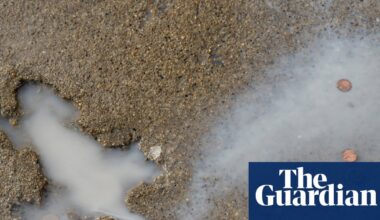 Chicago ‘Splatatouille’ was probably a squirrel, say researchers | Animals