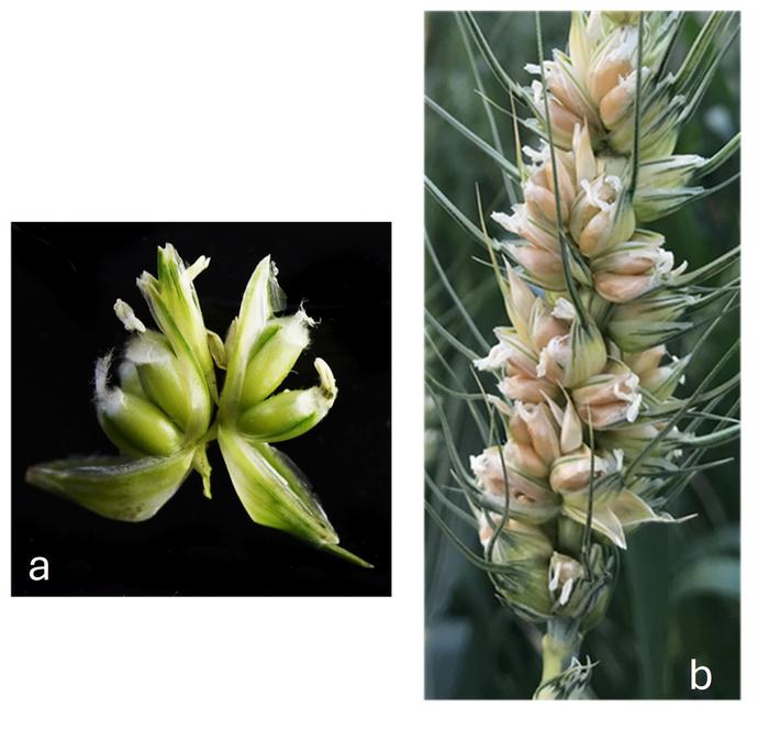 Gene Edited wheat spikelet and spike