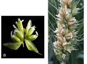 Scientists discover a gene that could triple wheat production