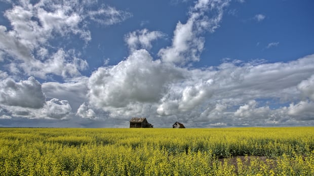 Sask. looks to diversify canola export markets as Chinese, U.S. tariffs bite