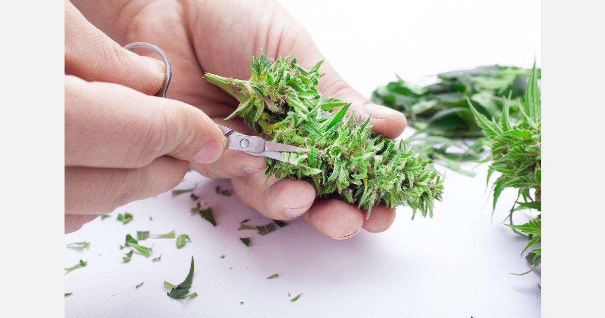 Researchers develop new platform to expand genetic diversity in cannabis