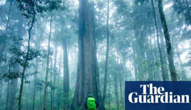 ‘This is bad news’: Australian tropical rainforest trees switch in world first from carbon sink to emissions source | Greenhouse gas emissions