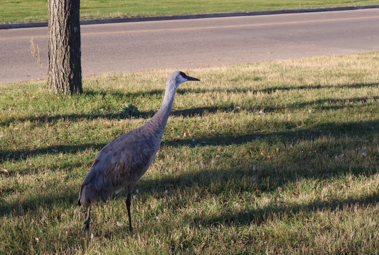 A tall, red-crowned bird stands in green grass next to a tree in front of a road.