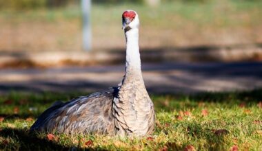 Sandhill crane that's taken up residence in Regina draws bird fans, concerns