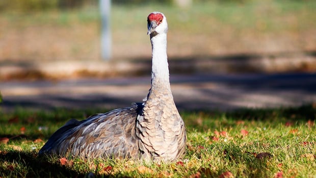 Sandhill crane that's taken up residence in Regina draws bird fans, concerns