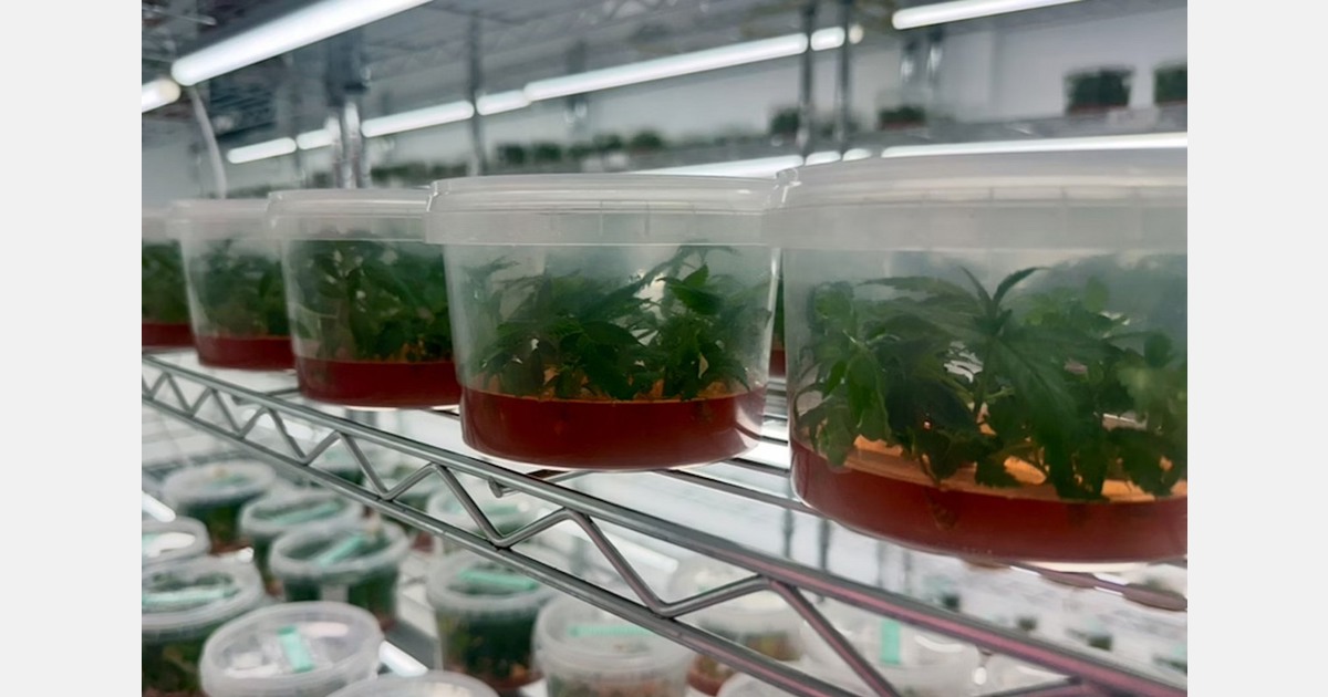 Zennetix forms Breeders’ Council to deliver genetics through tissue culture technology