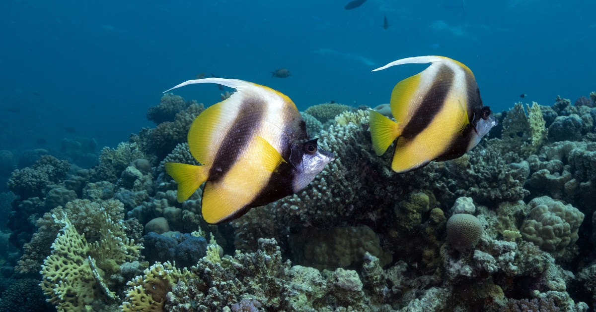 The Oceans Act as a Toilet That Flushes Carbon Waste. Marine Heatwaves Are Clogging It Up. – Mother Jones