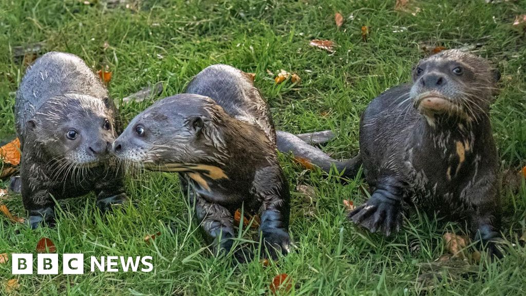 Newborn giant otters add to world's largest romp in New Forest