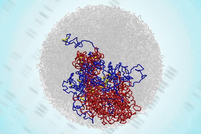 Microcompartments in 3D structure of genome