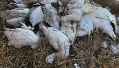 'It's disgusting': Hunters, wildlife groups react to dumping of migratory birds in Sask.