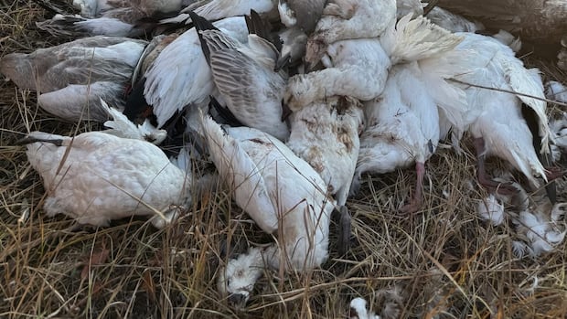 'It's disgusting': Hunters, wildlife groups react to dumping of migratory birds in Sask.