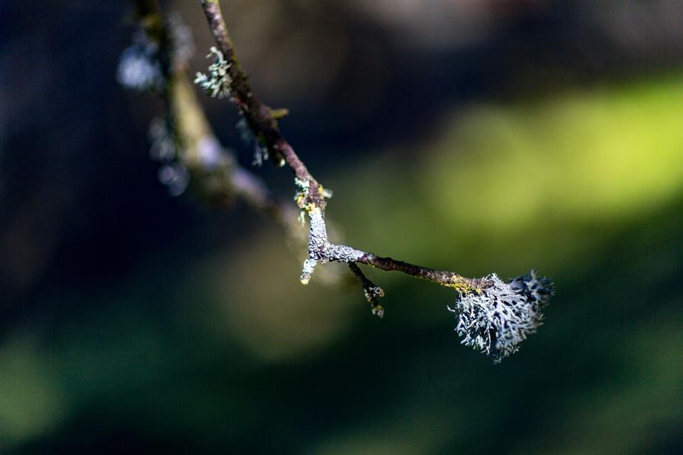 Moss on Holm Oak Branch in Sierra Morena, Andalucía, Spain
