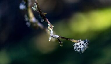 Biodiversity Gets Its ISO Moment: Nature Accounting Arrives