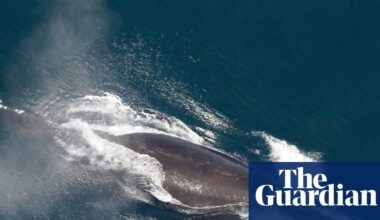 Scientists say North Atlantic right whale population slowly increasing | Whales