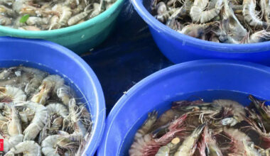 After 8-year freeze, Andhra's prawns return to Australia