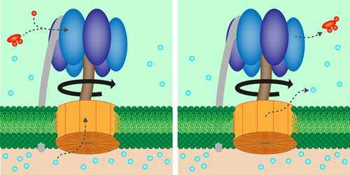 How a Molecular Motor Minimizes Energy Waste