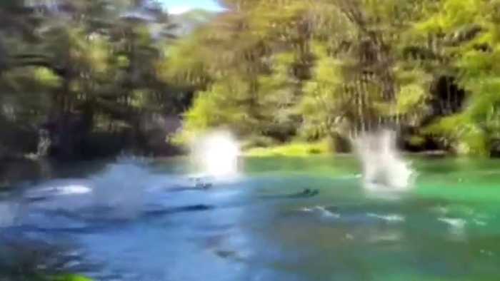 ‘It’s raining monkeys:’ Florida kayaker records crazy video of paddling primates