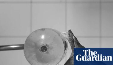 Gone in 60 milliseconds: dramatic slow-motion snake bites reveal clues about how fangs and venom kill prey | Australia news